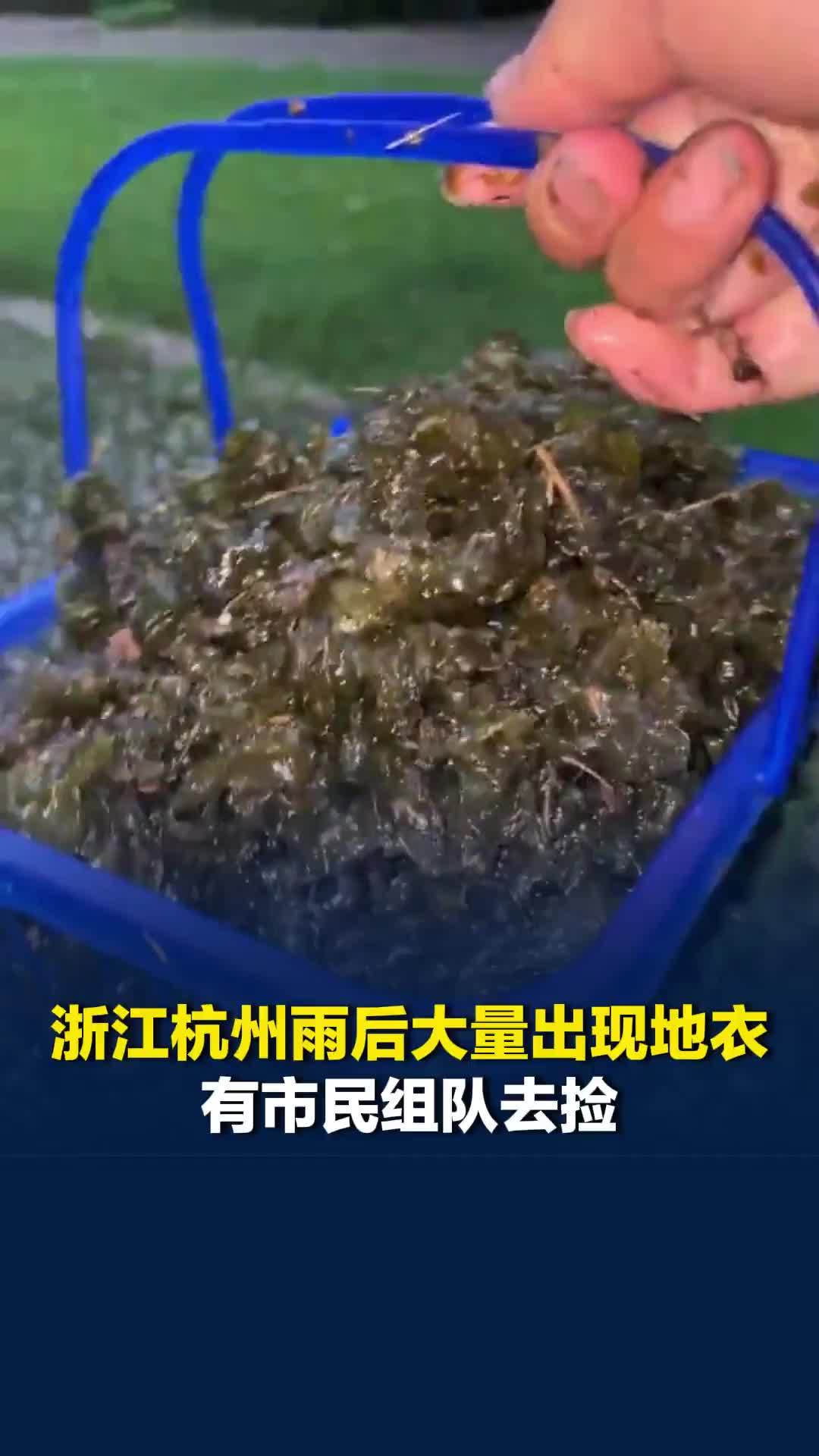 野生地衣最贵349元1斤！浙江杭州雨后大量出现地衣，有市民组队去捡