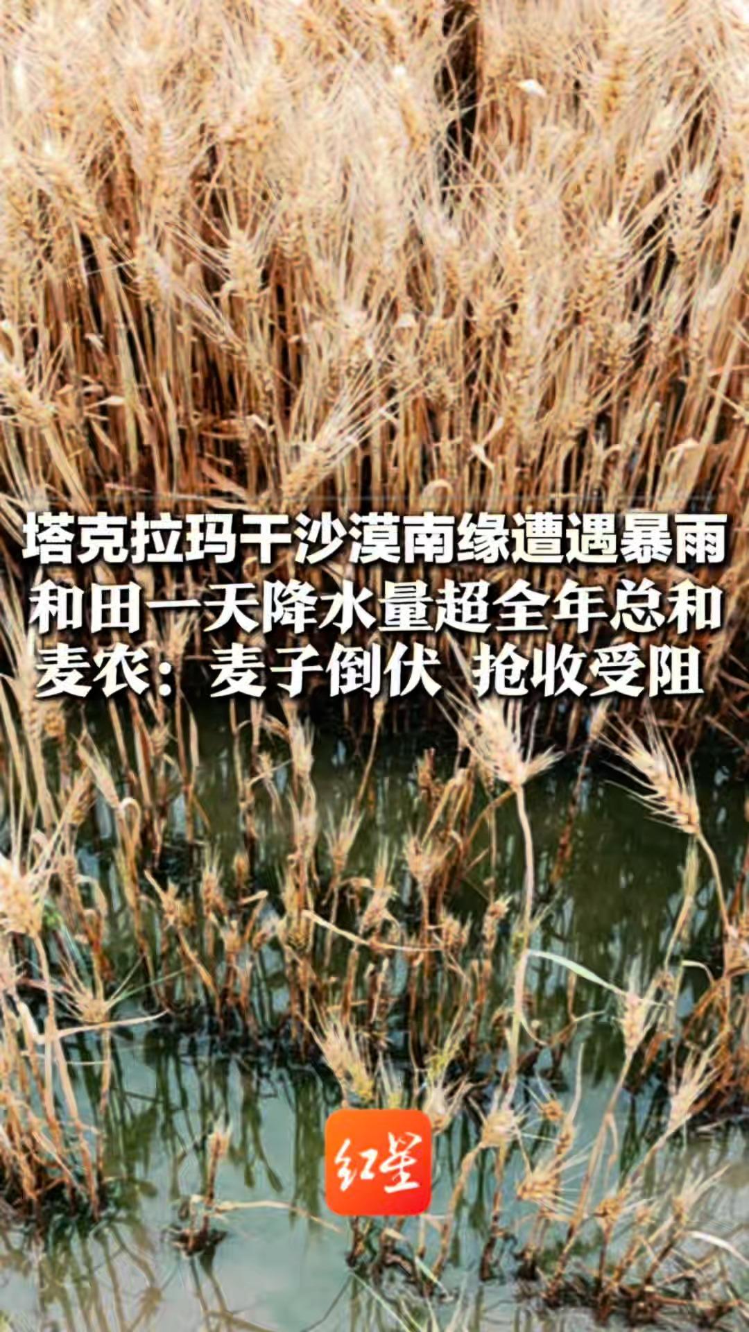 塔克拉玛干沙漠南缘遭遇暴雨 和田一天降水量超全年总和 道路被洪水阻断 城区出现积水 麦农：麦子倒伏 抢收受阻