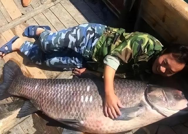 三峡大坝蓄水近22年，成了鱼类的天堂，如今里面最大的鱼有多大？