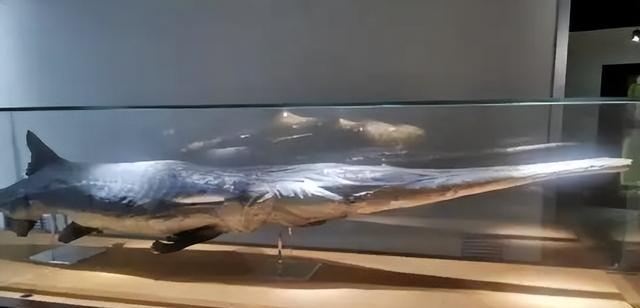三峡大坝蓄水近22年，成了鱼类的天堂，如今里面最大的鱼有多大？