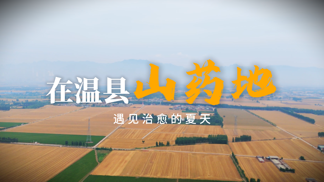 在温县山药地，遇见治愈的夏天