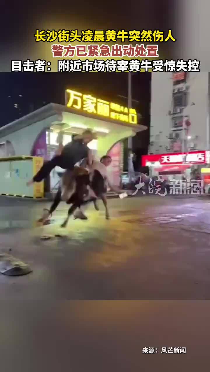 长沙街头凌晨黄牛突然伤人 警方已紧急出动处置 目击者：附近市场待宰黄牛受惊失控