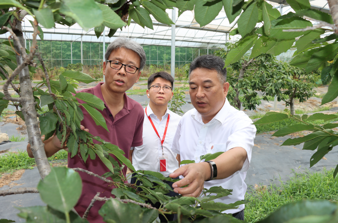图为中信银行南京分行辖内扬州仪征支行工作人员，实地调研樱桃等特色林果种植项目。
