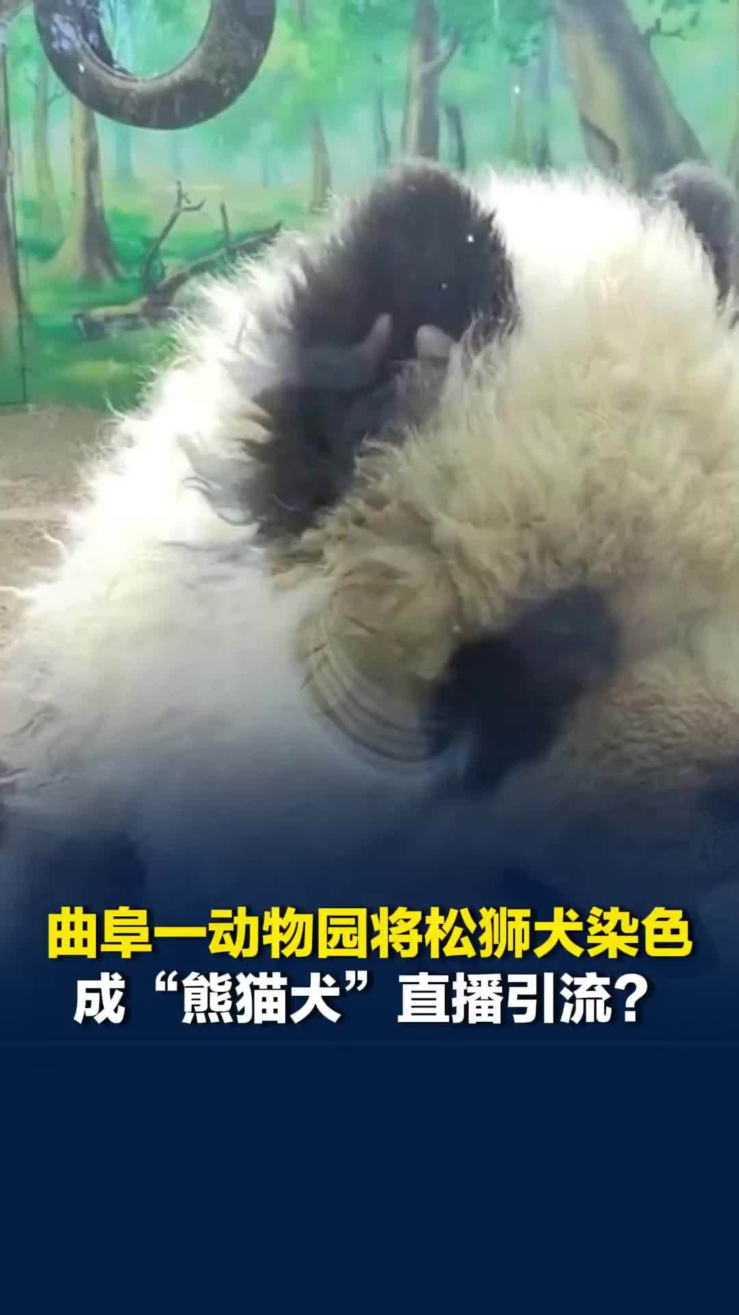 曲阜一动物园将松狮犬染色成“熊猫犬”直播引流？园方回应：有标识牌提示