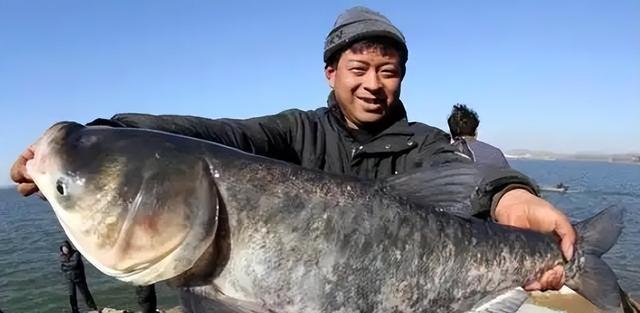 三峡大坝蓄水近22年，成了鱼类的天堂，如今里面最大的鱼有多大？