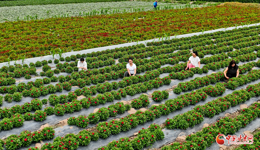 花农正在给鲜花除草、授粉