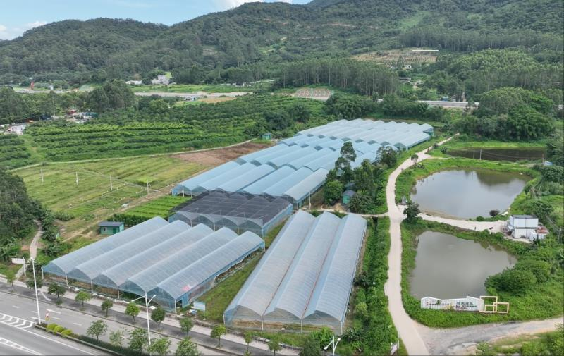 获评全国先进基层党组织!看一枚凉瓜如何富了江门上巷村