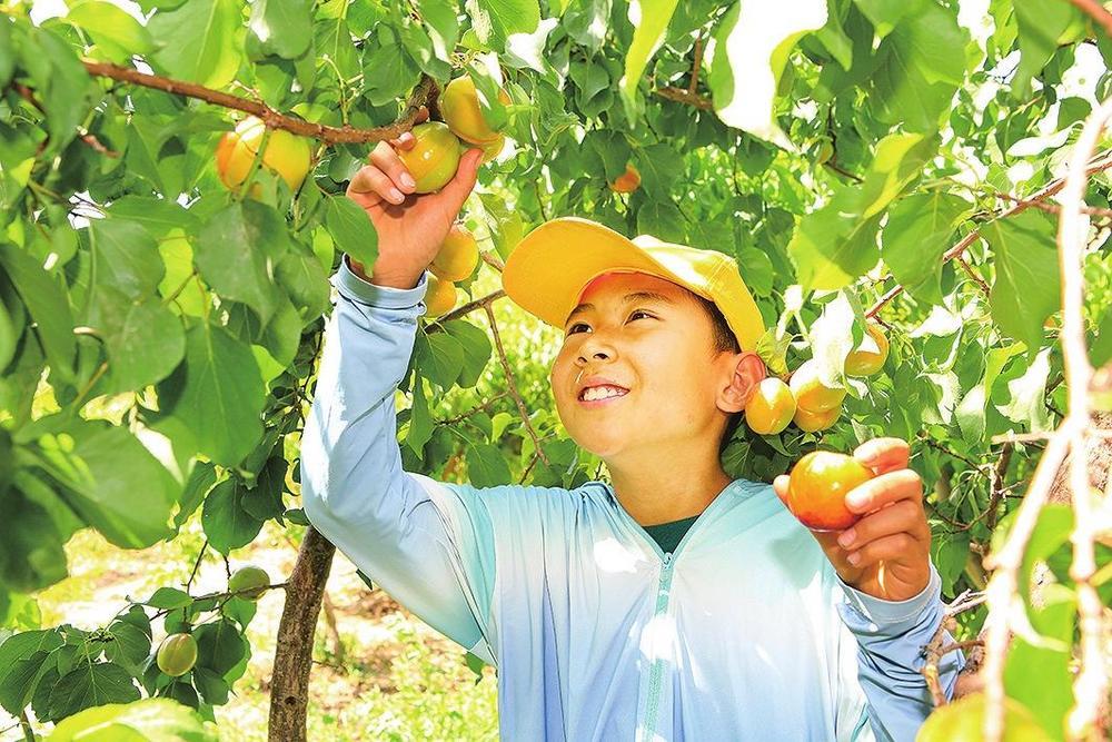 6月27日,酒泉市金塔县金塔镇杏花村的杏子进入采摘季,色泽诱人的杏子挂满了枝头,吸引游客前来观光采摘。新甘肃·甘肃经济日报通讯员 马玉福 摄