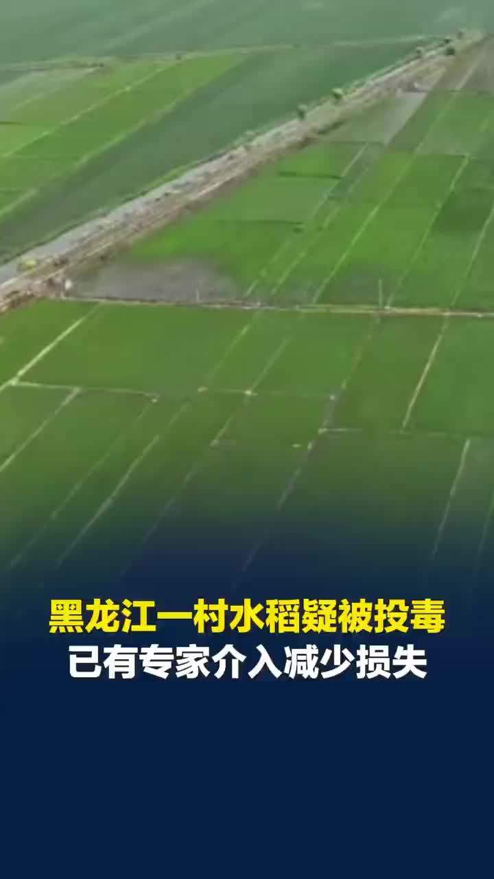 黑龙江一村大面积水稻疑被恶意投毒