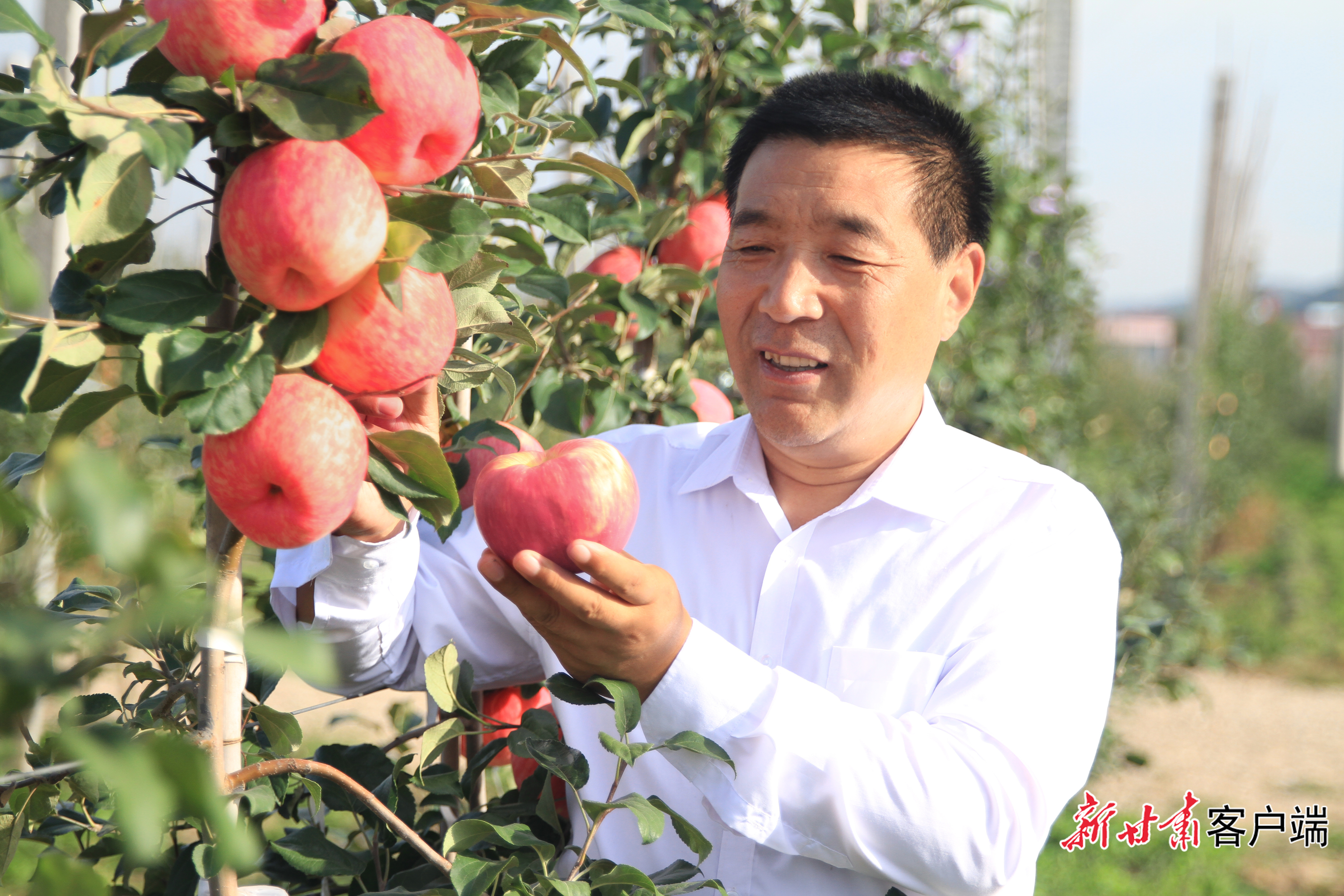 田积林查看苹果长势