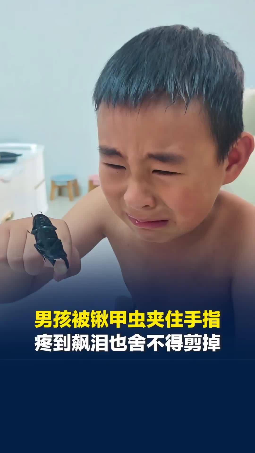 宁愿自损一千也不伤敌八百！男孩被锹甲虫死死夹住手指，疼到飙泪也舍不得剪掉