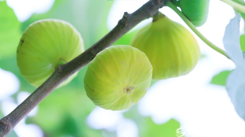 7月初，头茬无花果已经采收完毕，枝头上的二茬无花果陆续开始成熟。克轩摄