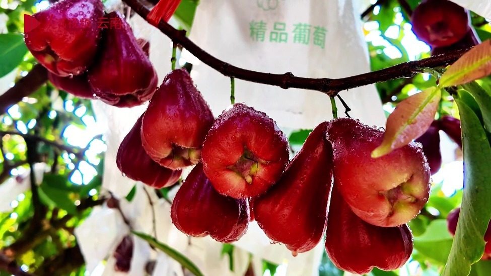干热河谷里，种出一片“甜”