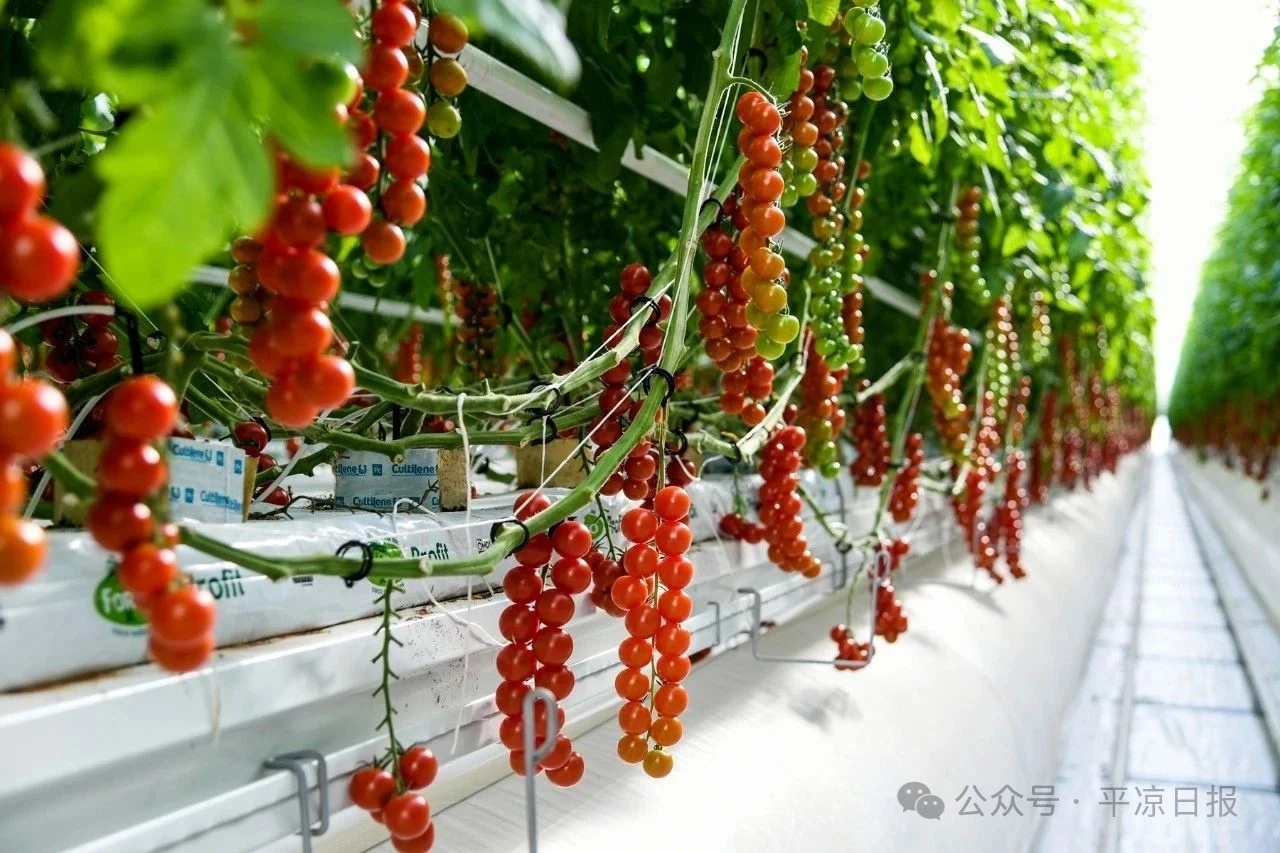 图为崆峒区串番茄基地.jpg