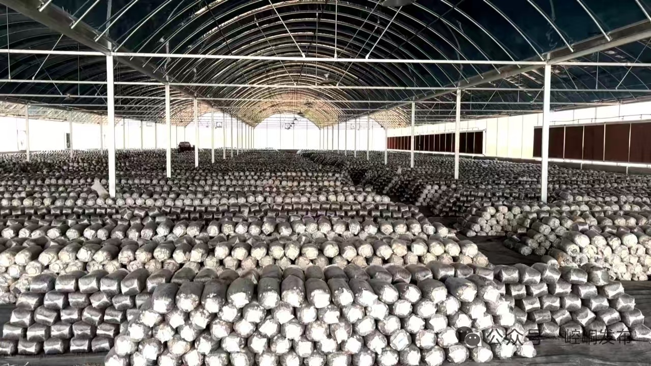 图为崆峒区安国镇食用菌生产基地.jpg