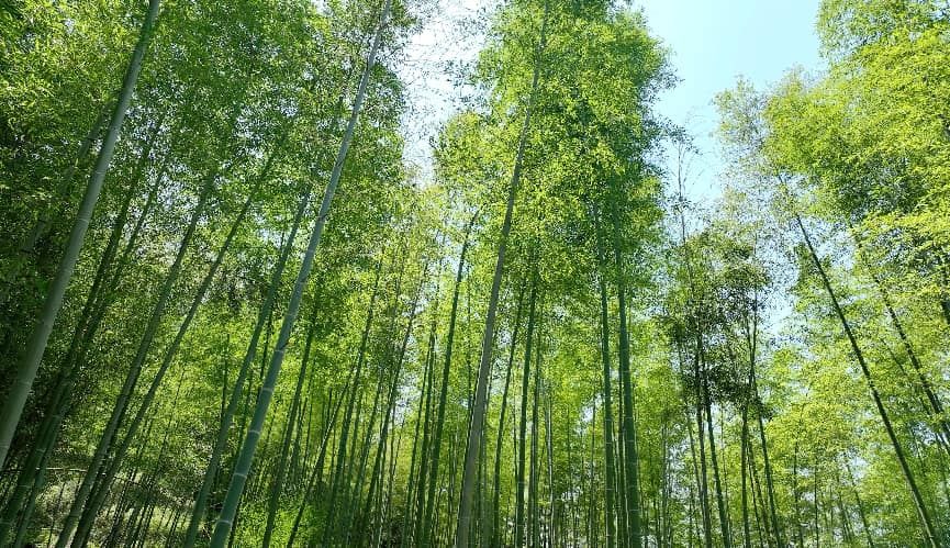 绿意葱葱的万亩竹海