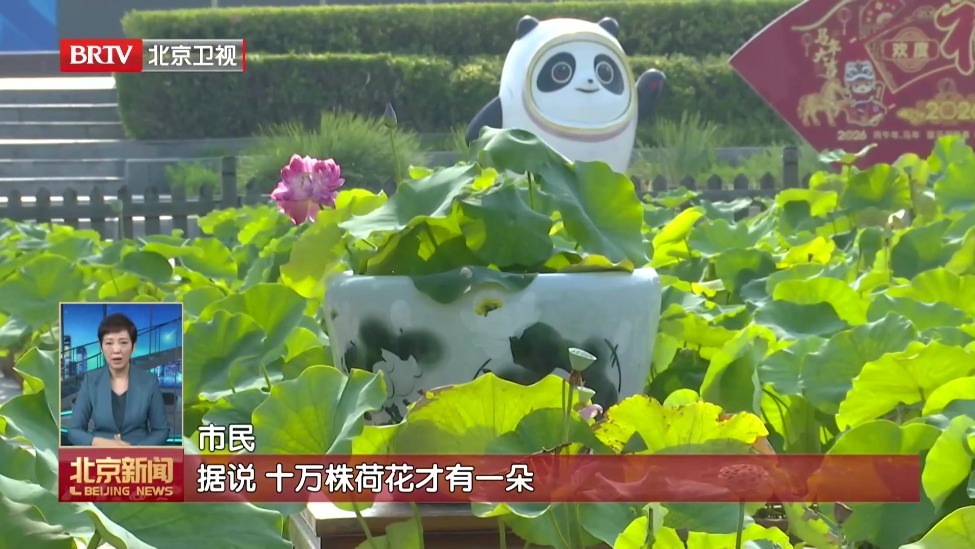 沉睡800多年的古莲子重现芳华