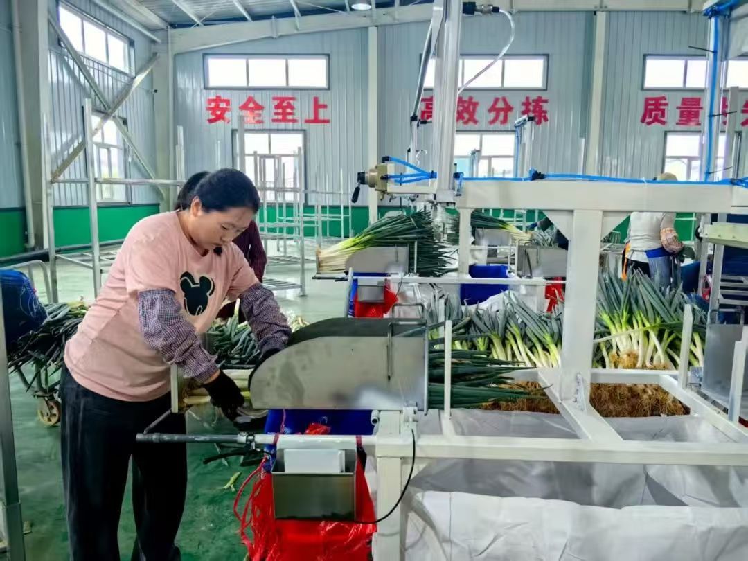 图为大葱分拣中心.jpg