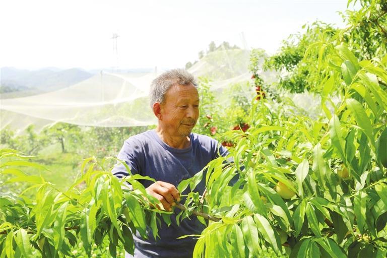 徽县永宁镇果农抢抓农时开展果树管护。近年来，徽县大力发展车厘子、蜂糖李、黄桃等优质经济果品种，市场销路稳、行情好，有效带动群众增收致富。本报通讯员　燕宏瑞　摄