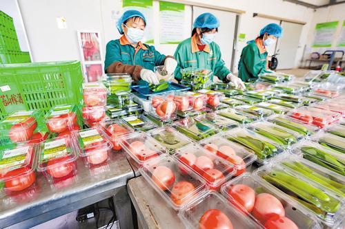 6月24日，位于涿鹿县的河北恒丰广源农业科技有限公司内，员工正在打包蔬菜。本报记者 赵杰摄