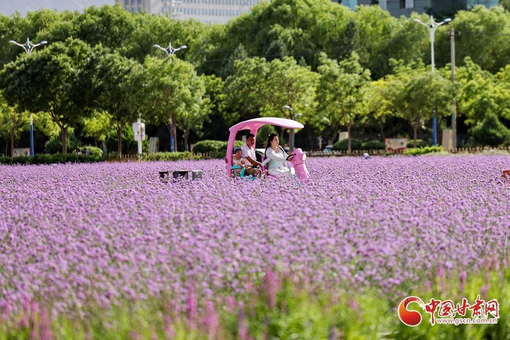 6月29日,游客在金昌市金川区紫金花海骑车休闲赏花。
