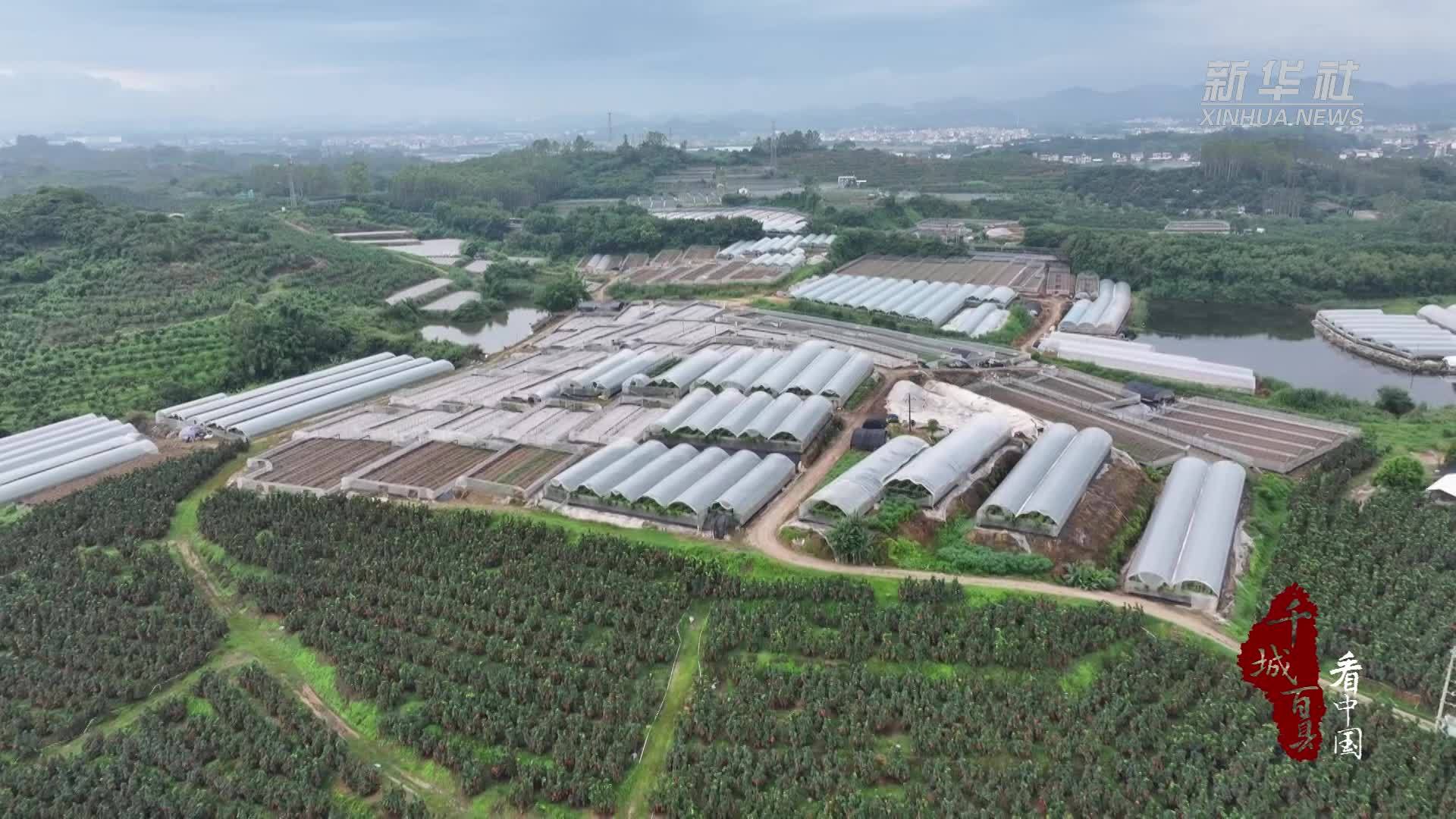 千城百县看中国｜福建长泰：百香果甜蜜上市