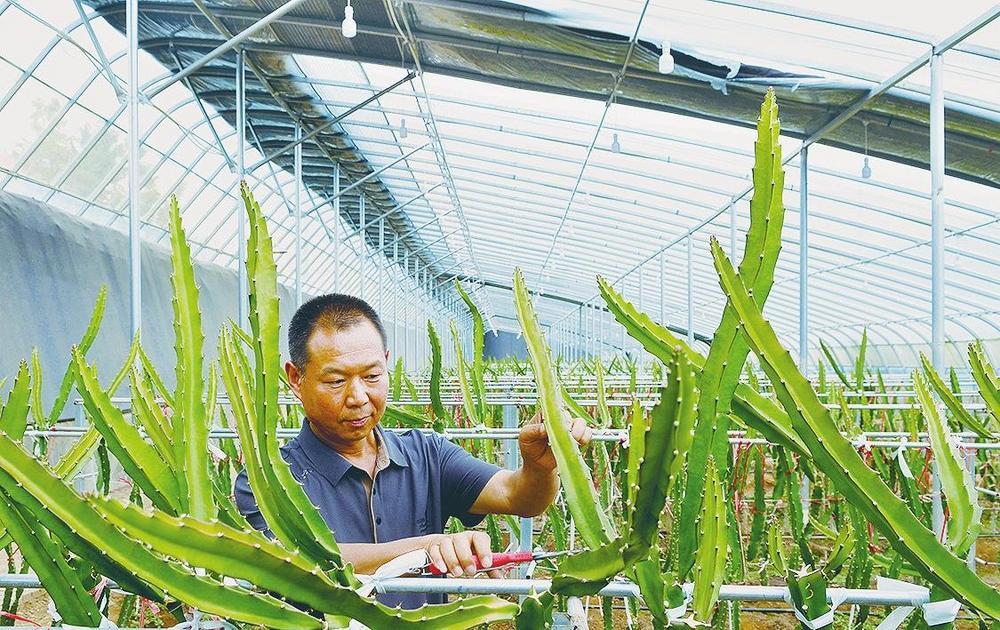 清水县白驼镇农户在管护设施大棚里的特色农作物