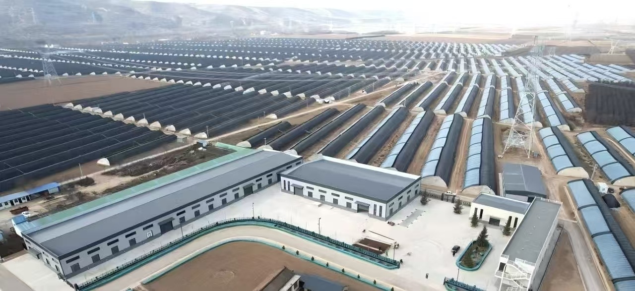 图为崆峒区泾河川万亩现代农业产业园分拣中心.jpg