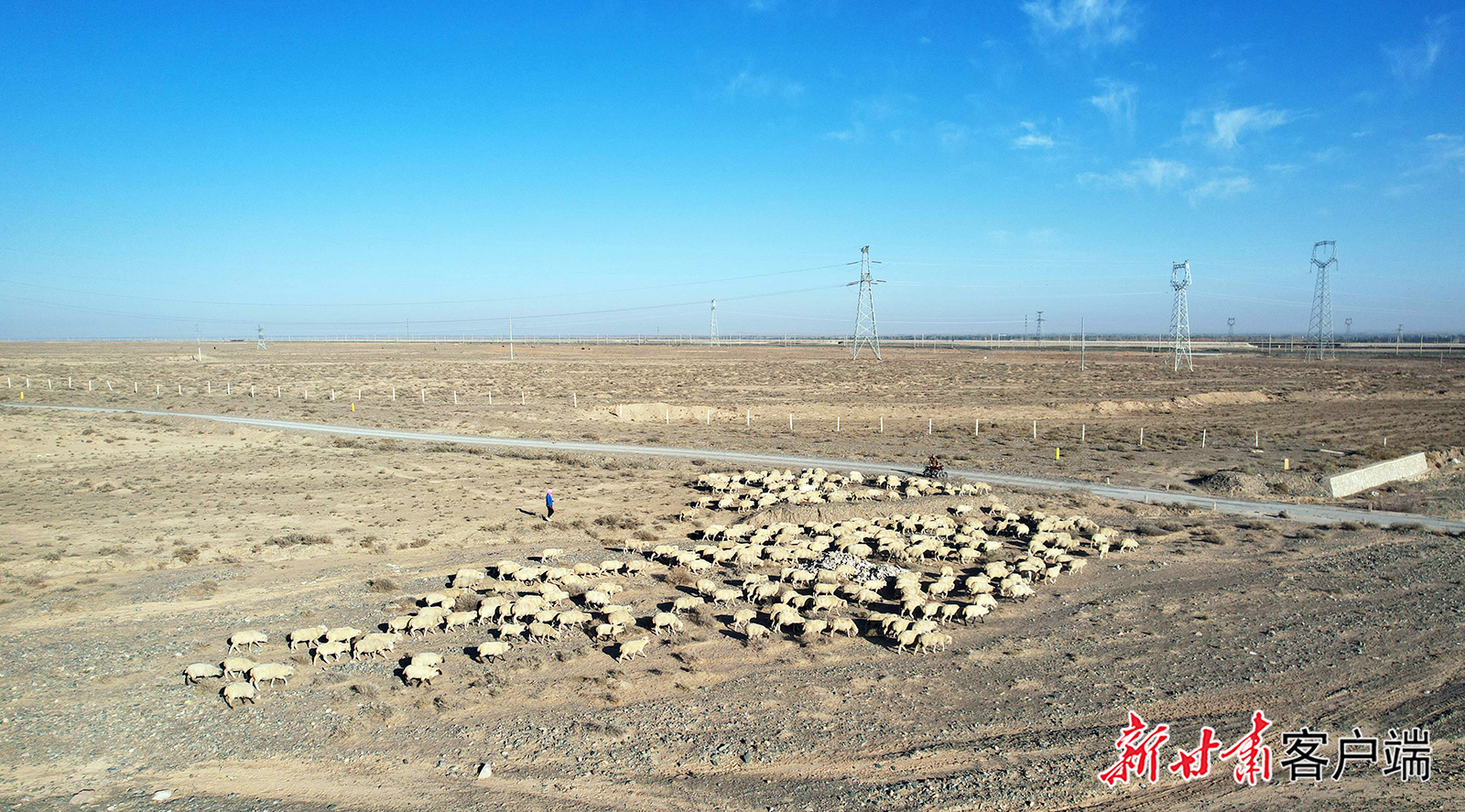 牛羊下山入川开启“异地借牧”模式 新甘肃·甘肃日报通讯员 王生林