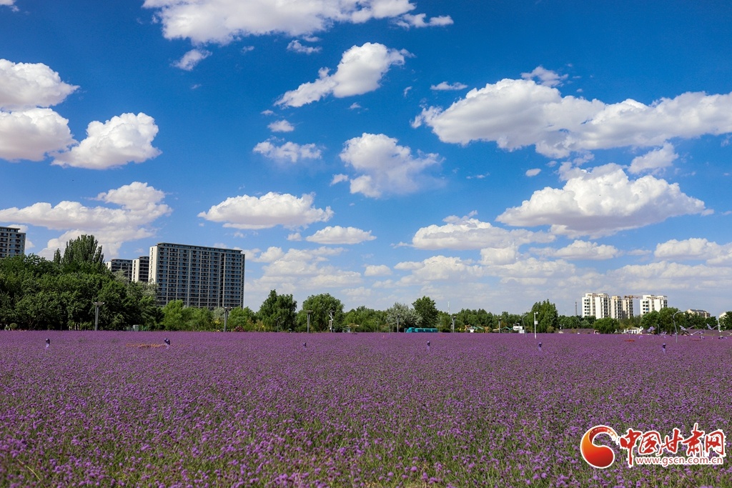 6月29日,金昌市金川区连片紫金花海盛放。