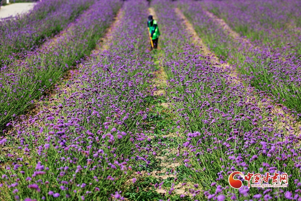 6月29日,工人在金昌市金川区紫金花海除草管护。