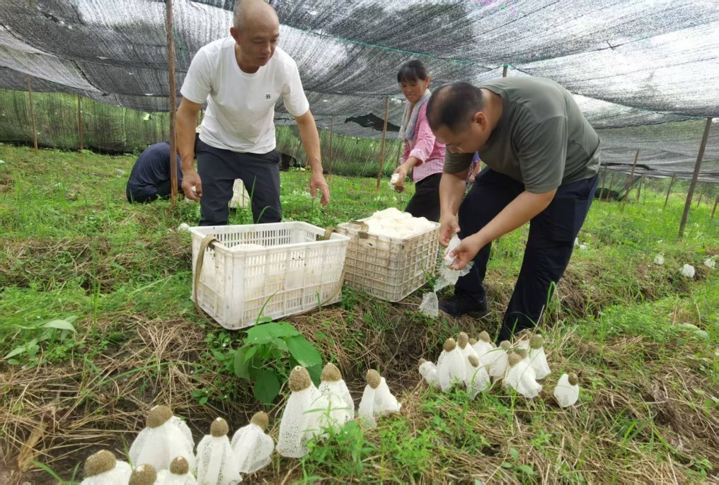 从菌垄到烘烤房，乐安竹荪采摘加工忙不停