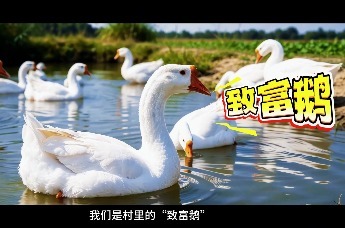 定远白鹅三部曲：鹅司令踏上致富路