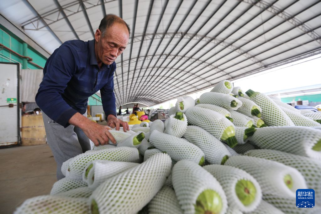 6月28日,菜农在甘肃省定西市安定区香泉镇一家蔬菜保鲜库分拣蔬菜。新华社发(王克贤 摄)
