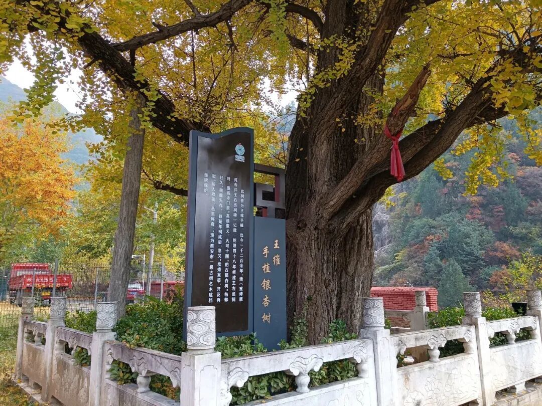 辋川银杏树-前方+.jpg