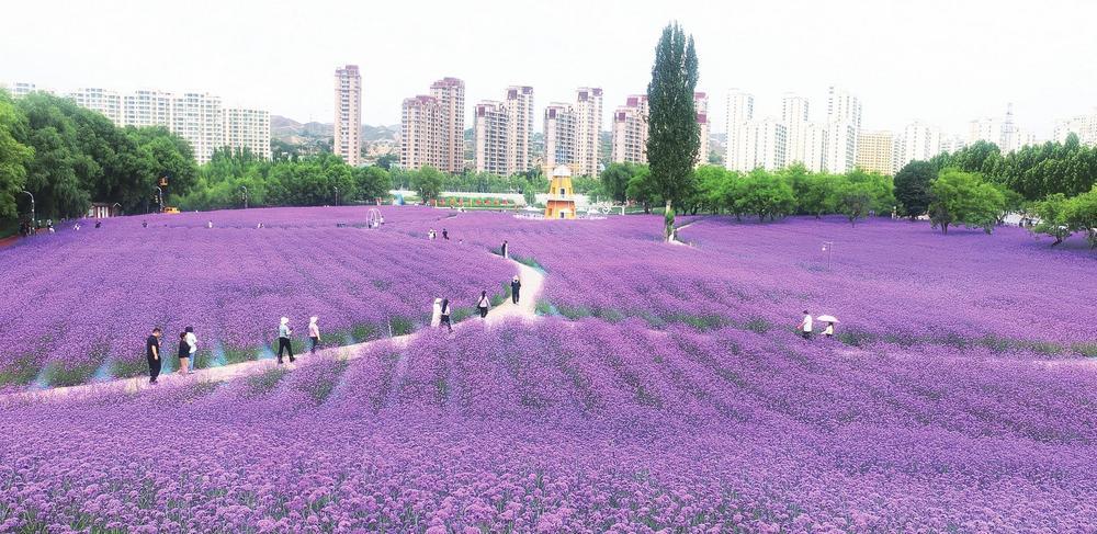 近日，游客在永靖县城黄河花堤‌的‌马鞭草‌花海中赏花。当前正值马鞭草盛花期，成片的“紫色花海”吸引了众多游客前来赏花。 新甘肃&middot;甘肃经济日报记者　曹志政　摄