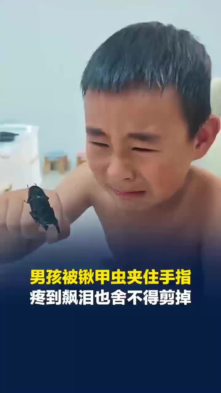 男孩被锹甲虫夹住手指疼到飙泪