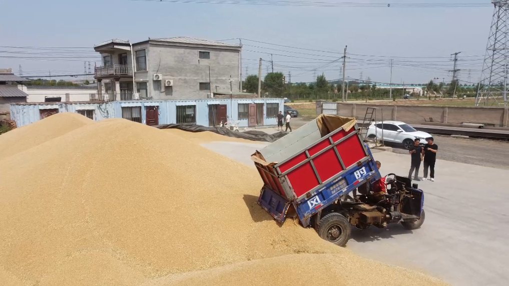 邯郸市肥乡区农户在粮食收购站内卸粮。新华社记者王昆 摄