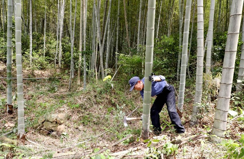 竹农们正对筛选优质成材毛竹进行采伐