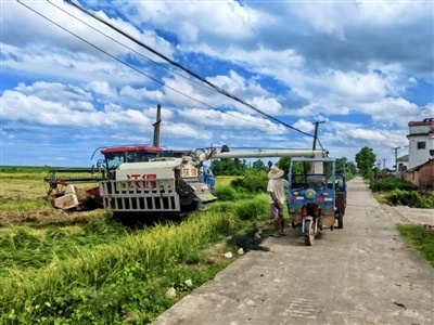 稻谷装车