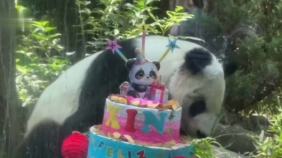墨西哥大熊猫“欣欣”庆祝36岁生日