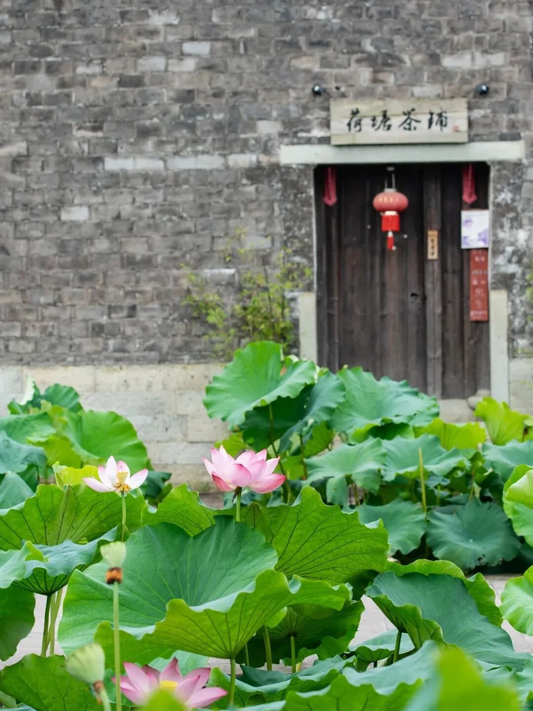 走马塘古村的清风荷韵_4_有无之间_来自小红书网页版.jpg