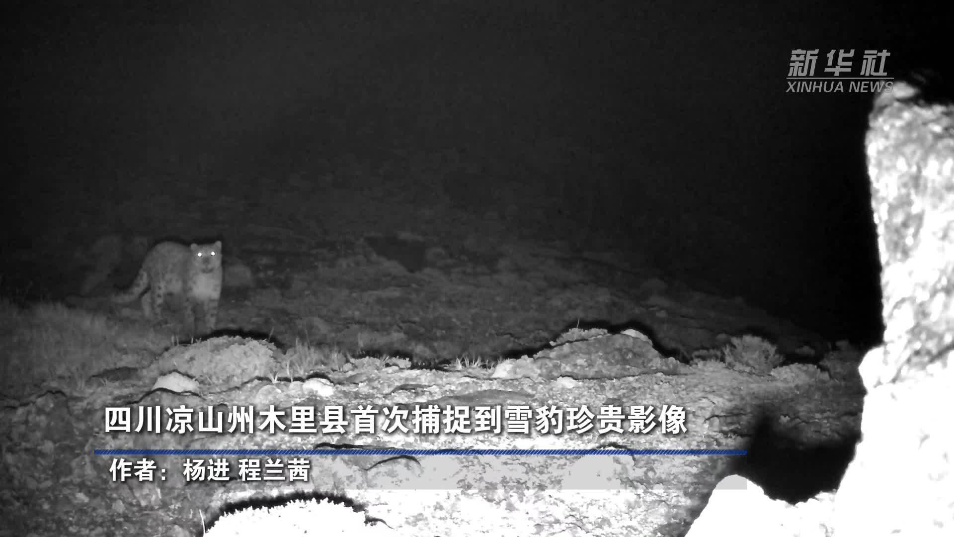 四川凉山州木里县首次捕捉到雪豹珍贵影像