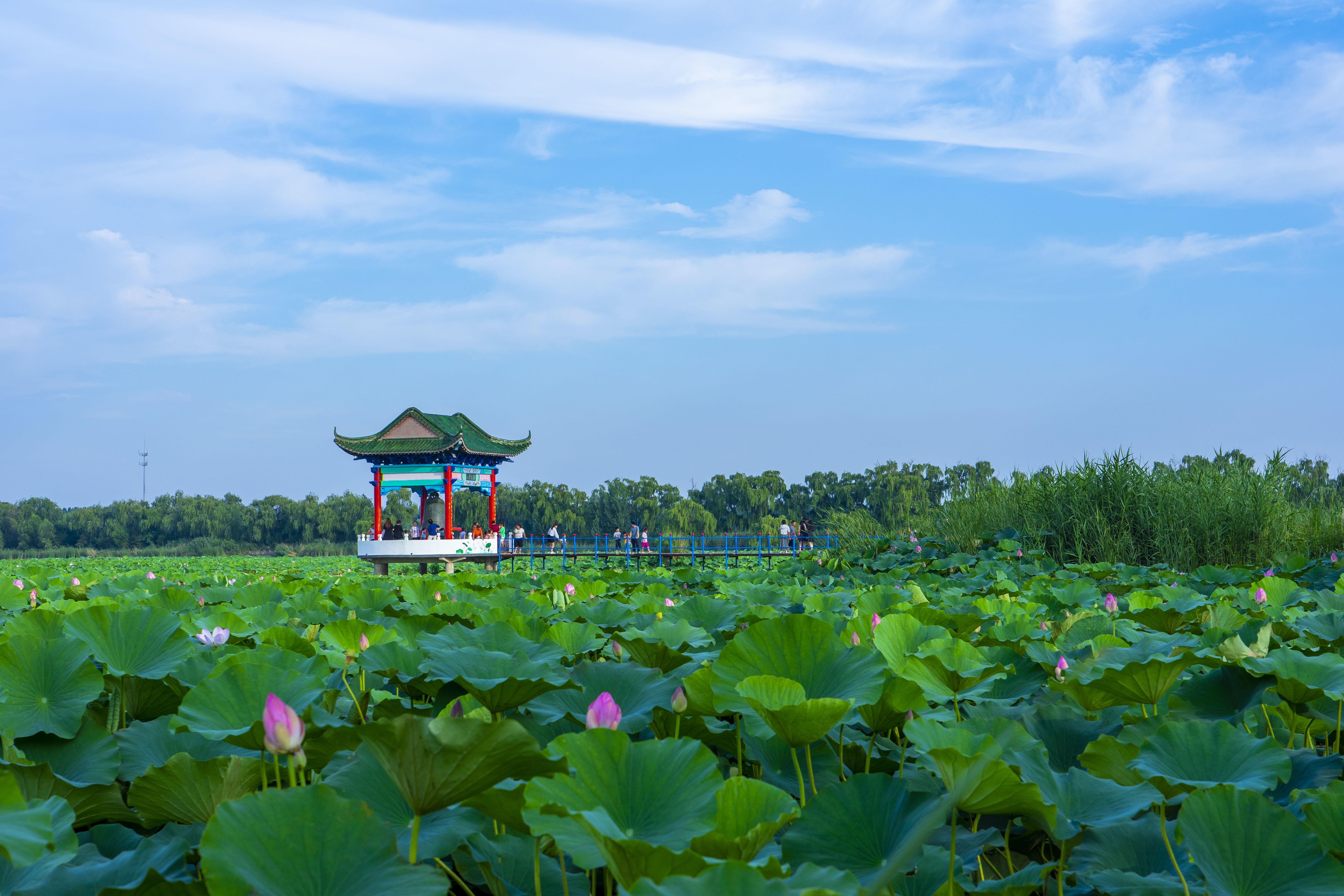 水乡有荷香 风华正当时——2026年白云湖生态文化旅游季盛大开幕