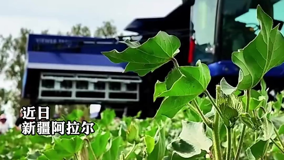 科技赋能谱新篇：棉花管理进入无人化时代