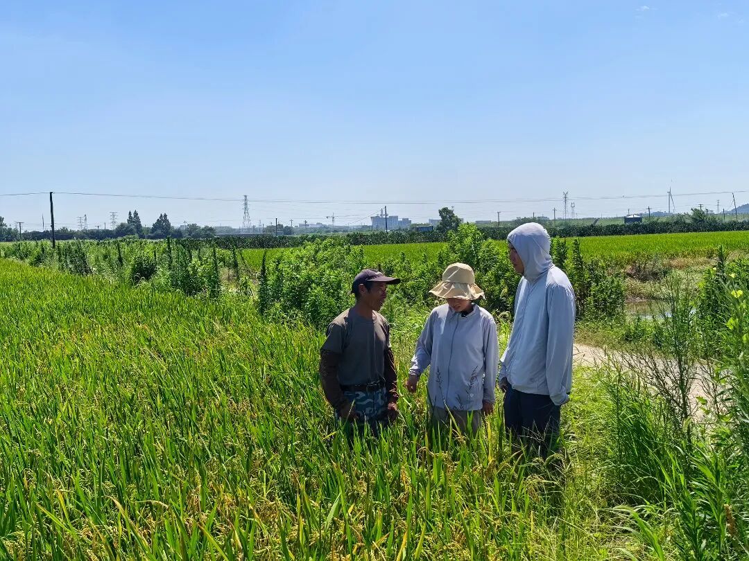 农技干部下沉一线 田间指导防台抗台2.jpg
