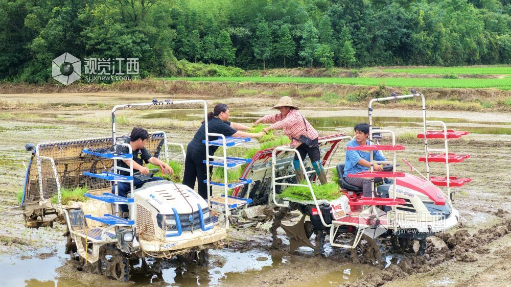 2026年7月8日，江西省吉安市峡江县马埠镇上盖村，村民驾驶农机在栽插晚稻秧苗。