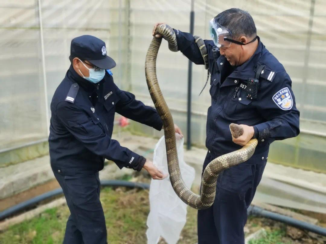 2022年警方捕获眼镜王蛇