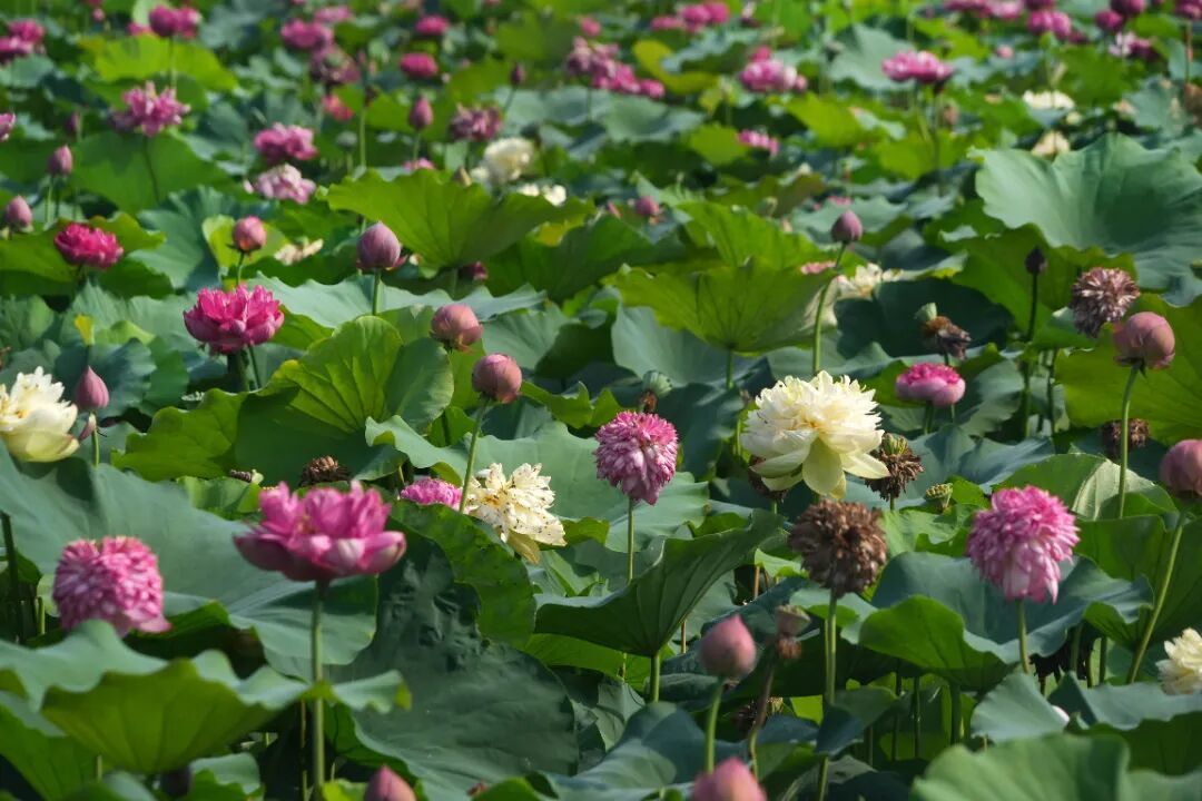 微信图片_20260630191549_31_113.jpg