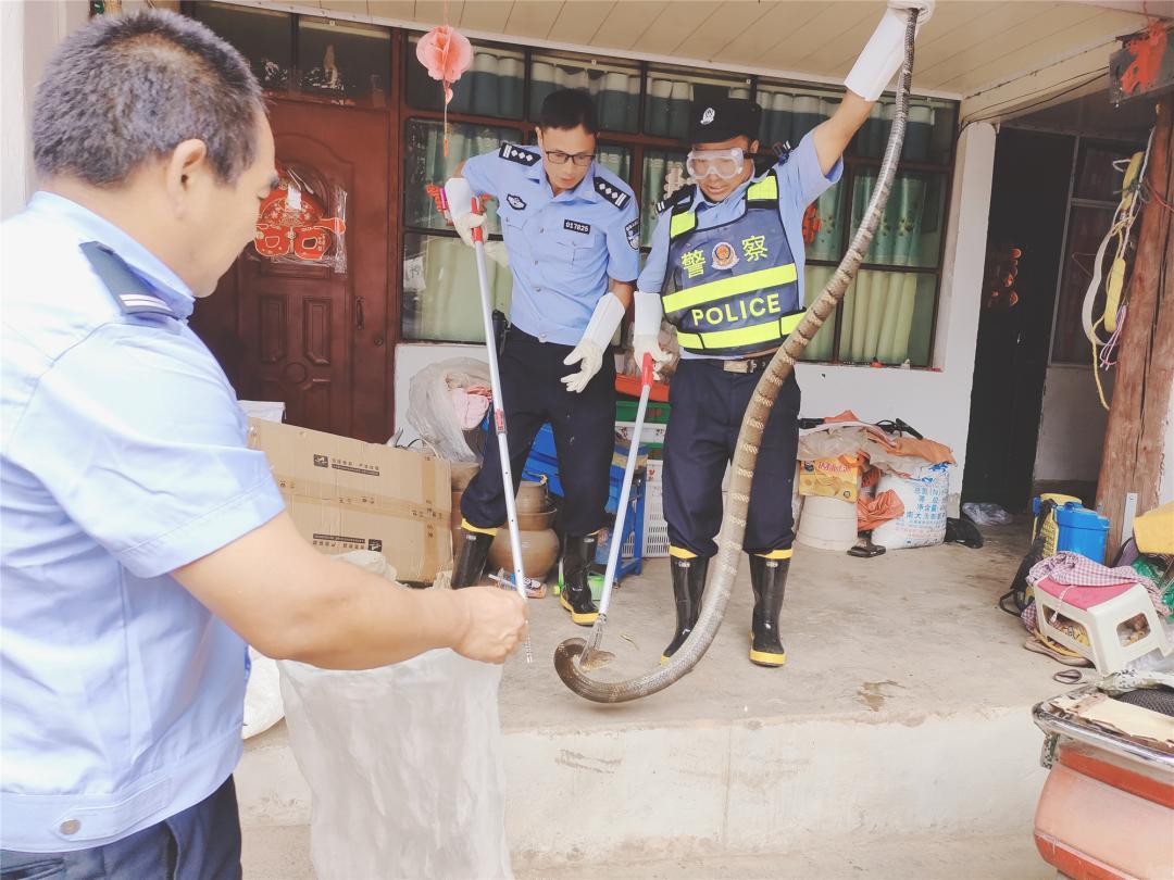 2023年警方捕获眼镜王蛇